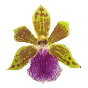 Imagem de Muda Orquídea Zygopetalum Flor Linda Planta Perfumada