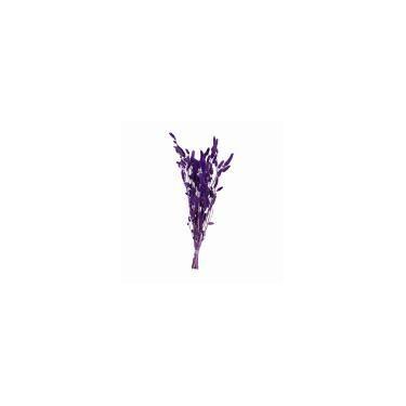 Imagem de Rabo de Coelho Desidratado - Variações - Pense Flores, Roxo