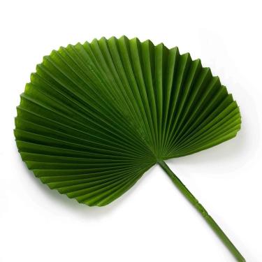 Imagem de Folha Artificial Latânia Leque Realista Verde Escuro 83 Cm F04 - D'rossi