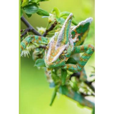 Imagem de Composition Notebook: Chameleon Marvelous College Ruled Composition Notebook for Reptile Lovers | 120 Pages | 6 x 9 Size