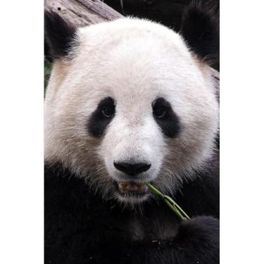 Imagem de Panda Notebook: Cute Panda Journal Notebook For Panda Lovers | 6x9 120 Pages Blank Lined Journal Diary | Gift Girls Women Boys Kids School