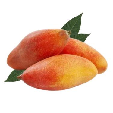 Imagem de Muda Frutífera de Manga Espada Enxertada - AgroJardim