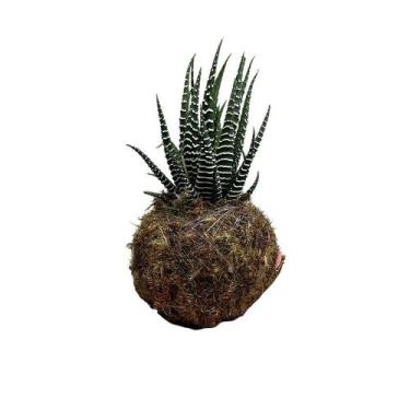 Imagem de Kokedama de suculenta rabo de tatu acabamento neutro com caixa de lemb