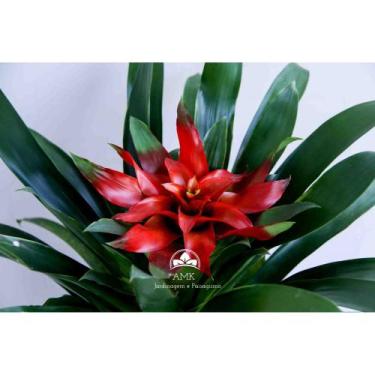 Imagem de Kit Jardinagem - Bromélia Guzmânia - AMK - Jardinagem e Paisagismo