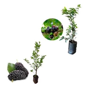 Imagem de Kit 2 Mudas - 1 Amora Italiana  + 1 Jabuticaba Hibrida - AMK - Jardina