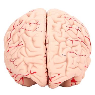 Imagem de 241302250 Modelo de Cérebro Humano para Crianças, Estudo de Neurociência, Crânio Dedicado para Escola, Casa, Modelo de Crânio Humano