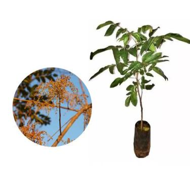 Imagem de Muda de Aroeira Verdadeira 20 a 40cm AMK - Plantas Online - AMK Jardin