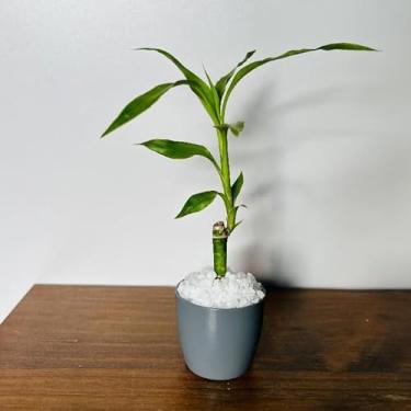 Imagem de Bamboo da Sorte com Vaso Decorativo Planta Feng Shui Prosperidade e Energia Positiva para Sala, Escritório Ideal para Moradores e Profissionais da Decoração Interior(2,Cinza)