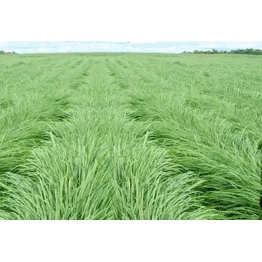 Imagem de Sementes Capim Massai 20kg - agro semente