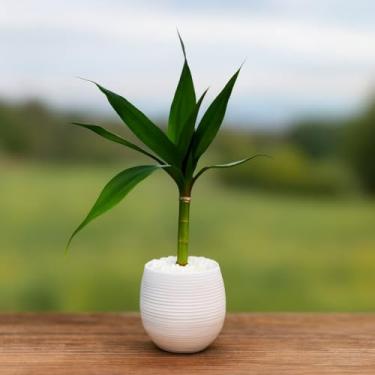Imagem de Bonsai Decorativo Artificial com Planta Artificial Tipo Bambu, Vaso de Planta Colorido para Decoração de Sala, Escritório e Ambiente Interno (Branco)