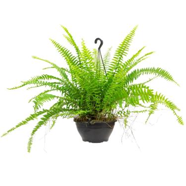 Imagem de Muda De Samambaia Americana Natural Bem Desevolvida - Ideal Para Ambientes Internos