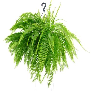 Imagem de Muda De Samambaia Natural Bem Desenvolvida Acompanha Vaso