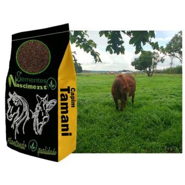 Imagem de 1kg Sementes de capim tamani excelente pastagem para caprinos/equinos/