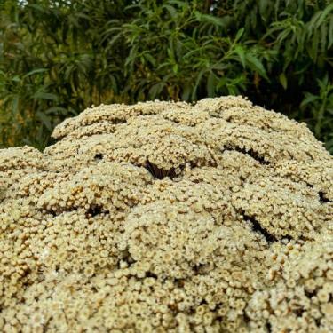 Imagem de 1KG - Flores Sempre Vivas Natural e Desidratado - VIVA FLOR