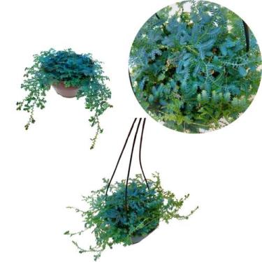 Imagem de Kit 2 Muda Samambaia Azul Selaginella Uncinata Planta Rara - Orquiflor
