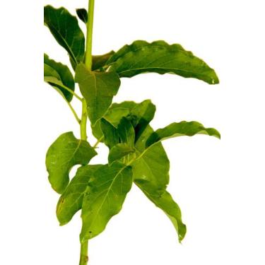 Imagem de Muda de Abacate fortuna enxertado altura 0,40 cm a 0,80 cm - Plantas