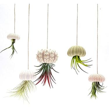 Imagem de YOUTHINK Suporte para Plantas Suspensas, Pacote Com 5 Mini Suportes para Plantas de Ar Em Concha de Ouriço do Mar, Suporte para Suspensas de 1,5 a 2, Polegadas para Suculentas Tillandsia, Praia