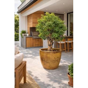 Imagem de Vaso Grande Planta Liso Marmorizado Polietileno Jabuticabeira Fruteira (Dourado)