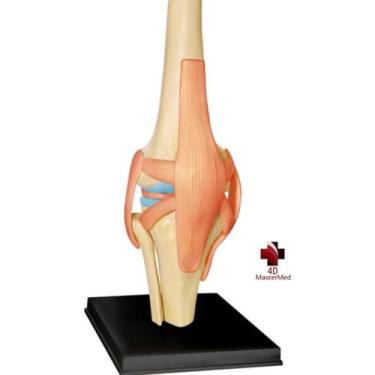 Imagem de Anatomia do Joelho com articulações - 4D MasterMed