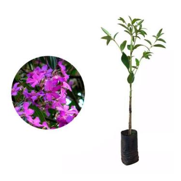 Imagem de Muda de Quaresmeira Roxa 20 a 40cm AMK - Plantas Online - Genérico