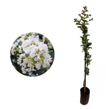 Imagem de Muda de Reseda Branco 20 a 40cm AMK - Plantas Online - Genérico