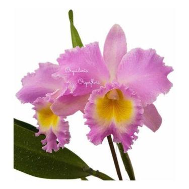 Imagem de Orquídea Bc Pastoral Rosa Planta Adulta Flor Exótica Rara Natural Jard