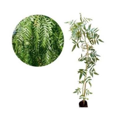 Imagem de Salgueiro chorão - 90 cm - Plant art