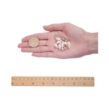 Imagem de Conchas Marinhas Mistas 1500pcs Conchas Naturais Em Espiral Para Decor