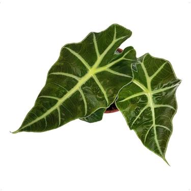 Imagem de Muda Alocasia Polly Planta Natural Com Vaso Folhagem Exótica