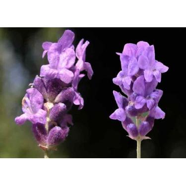 Imagem de 25 Sementes de Lavanda - Jardinar
