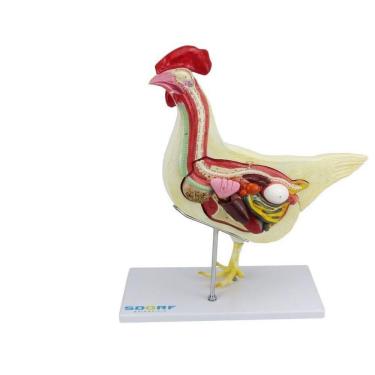 Imagem de Anatomia da Galinha em 6 Partes