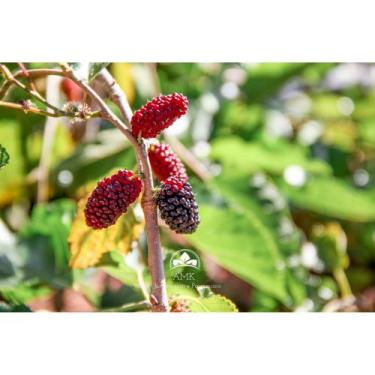 Imagem de Muda de Amora Gigante Produzindo Altura 1,0 m a 1,5 m - AMK - Jardinag