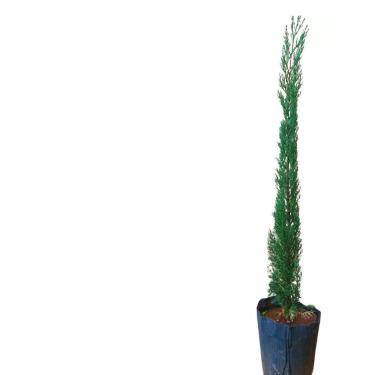 Imagem de Genérico, Kit 5 Mudas de Cipreste Italiano 50 a 80cm Plantas Online