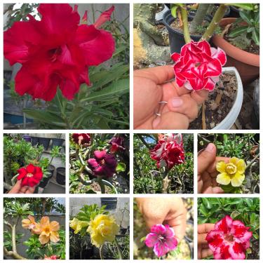 Imagem de Sementes de Rosa do Deserto, 100 Unidades, Flores Multicoloridas, Cultivo Outdoor, Altura até 60cm