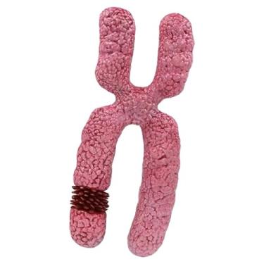 Imagem de menolana Modelo de cromossomo x, organela de meiose, estrutura submicroscópica de meiose de cromossomo humano robusta para estudo