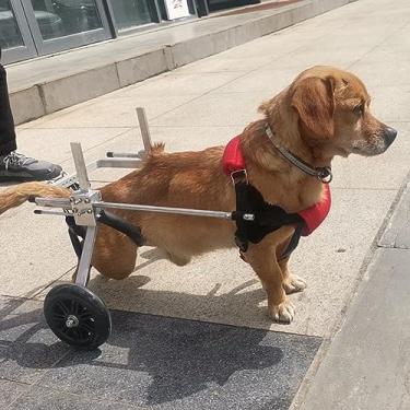 Imagem de Cadeira de rodas leve de alumínio para cães com pernas traseiras, equipamento de andador de carrinho de cachorro deficiente, suporte de perna de cachorro de assistência ajustável cadeira de rodas