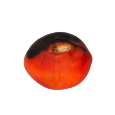 Imagem de Fava de Exú  Proteção  Poder  Abertura de Caminhos - Estrela Magia