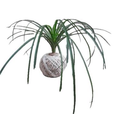 Imagem de Kokedama de pata de elefante - Orquídeas & Cia
