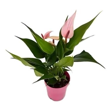 Imagem de Mini Antúrio Rosa Planta Natural Adulta Com Vaso Flor Linda