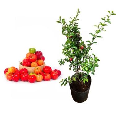 Imagem de Muda de Acerola Doce 20 a 40cm AMK - Plantas Online - AMK Jardinagem e