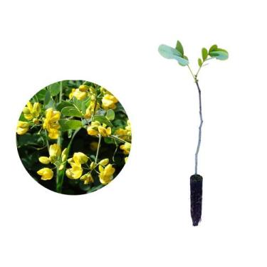 Imagem de Muda de Fedegoso 20 a 40cm AMK - Plantas Online - AMK Jardinagem e Pai