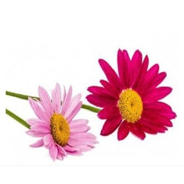 Imagem de 50 Sementes De Piretro Híbrido Sortido - SEEDS