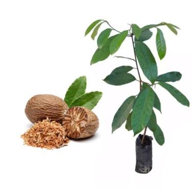 Imagem de Muda de Noz Moscada 20 a 40cm AMK - Plantas Online - AMK Jardinagem e 
