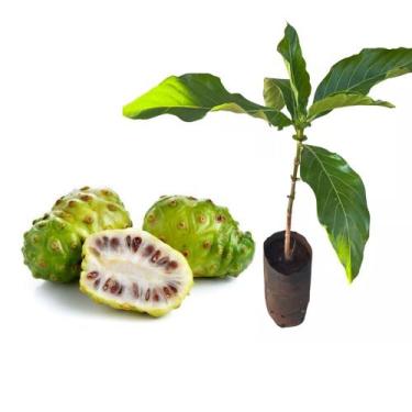 Imagem de Muda de Noni 20 a 40cm AMK - Plantas Online - AMK Jardinagem e Paisagi