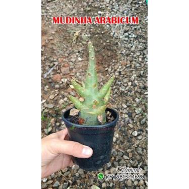 Imagem de Muda de Adenium Arabicum para Bebês - Rosa do Deserto - adenium rosa d