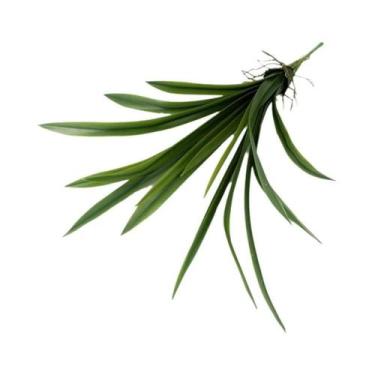 Imagem de Orquídea Artificial De 15/16/24 Folhas Com Toque Realista, Grama Chlor