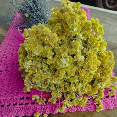 Imagem de Capim Marcela - Sempre Vivas - 25 unidades - VIVA FLOR
