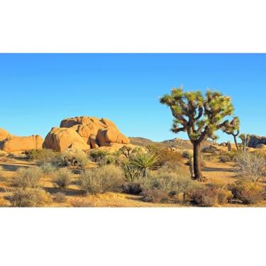 Imagem de Fundo de tanque de répteis do deserto Joshua Tree Rocks Desert Terrarium Background Desert Landscape Reptile Terrarium Background Rocky Bush Reptile Habitat Background Bearded Dragon Tank Background