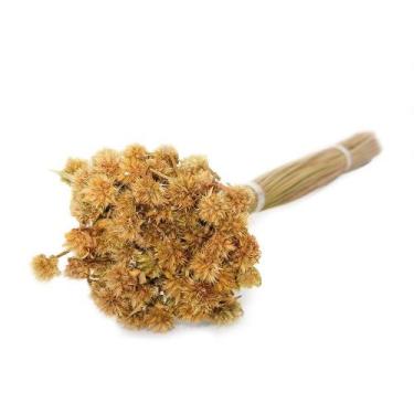 Imagem de Capim Cebolão para Decoração Natural Desidratado - Pense Flores, Natur