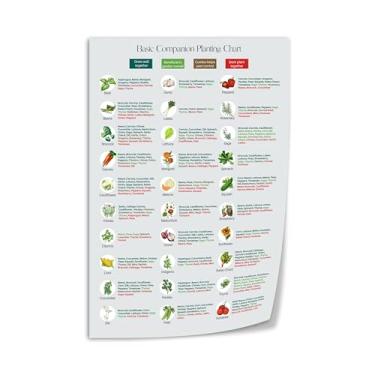 Imagem de Pôster básico de gráfico de plantação de companheiros guia de referência de tipo de planta de jardim impressão em tela decoração de arte de parede 16 x 24 polegadas (40 x 60 cm) estilo sem moldura